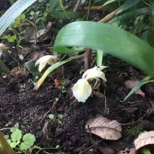 １０月８日ブログ　ひより・原種シクラメン・みょうがの花　のサムネイル