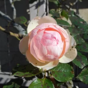 寒風に咲くアリスの庭のバラ　今年最後のピエールドロンサール他のサムネイル