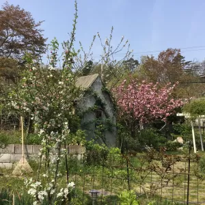 八重桜🌸姫リンゴ🍎が満開❣️さくらんぼ🍒も咲き始めました。🌱ホージーバジルの芽も出てきました。のサムネイル