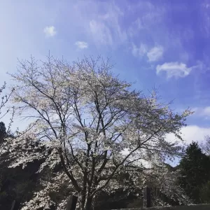 昨日は、早速不思議の国のアリスのストロベリーアフタヌーンティーのお客さま❣️アリスのシンボル山桜が満開です。🌸のサムネイル