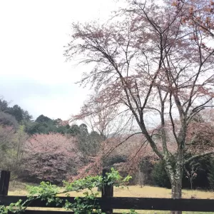 八重桜が咲き始め🌸　桜ご飯の香りを楽しんでくださいね。🌸🍚のサムネイル