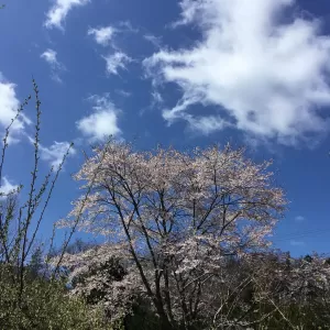 満開の山桜🌸アフタヌーンティーのバースデープラン💖今アリスはブルーガーデンです。のサムネイル