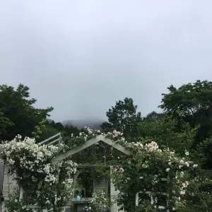不思議の国の花園で、プロフィール写真撮影会を開催❣️今日も雨に負けず、沢山の花が咲いてるよ😊のサムネイル