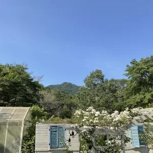 昨日は、オーガニックヘナの体験会を開催❣️夏場のおすすめ水出し緑茶🍵カシワバアジサイが咲き出した不思議の国です。のサムネイル