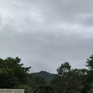 昨日は、臨時休業して台風で倒壊したモッコウバラの復旧作業🪜✂️🪚今日も不思議の国のひと時をお楽しみくださいね。🤗のサムネイル