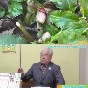 クリスマスローズが出番を控えるアリスの庭の春の兆しと万病一元part３の巻。のサムネイル