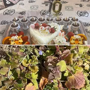 古希のサプライズパーティーとアリスの庭に春の兆し、そして万病一元part2の巻のサムネイル
