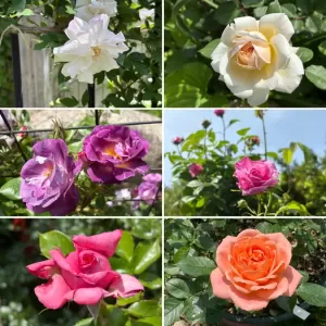 Aliceローズガーデン2025🌹開演中です。ぜひ薔薇の香りに包まれてくださいね。❣️のサムネイル