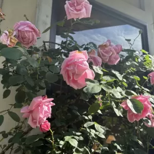 Aliceローズガーデン2025🌹次ぐ次とバラが開花中です。のサムネイル